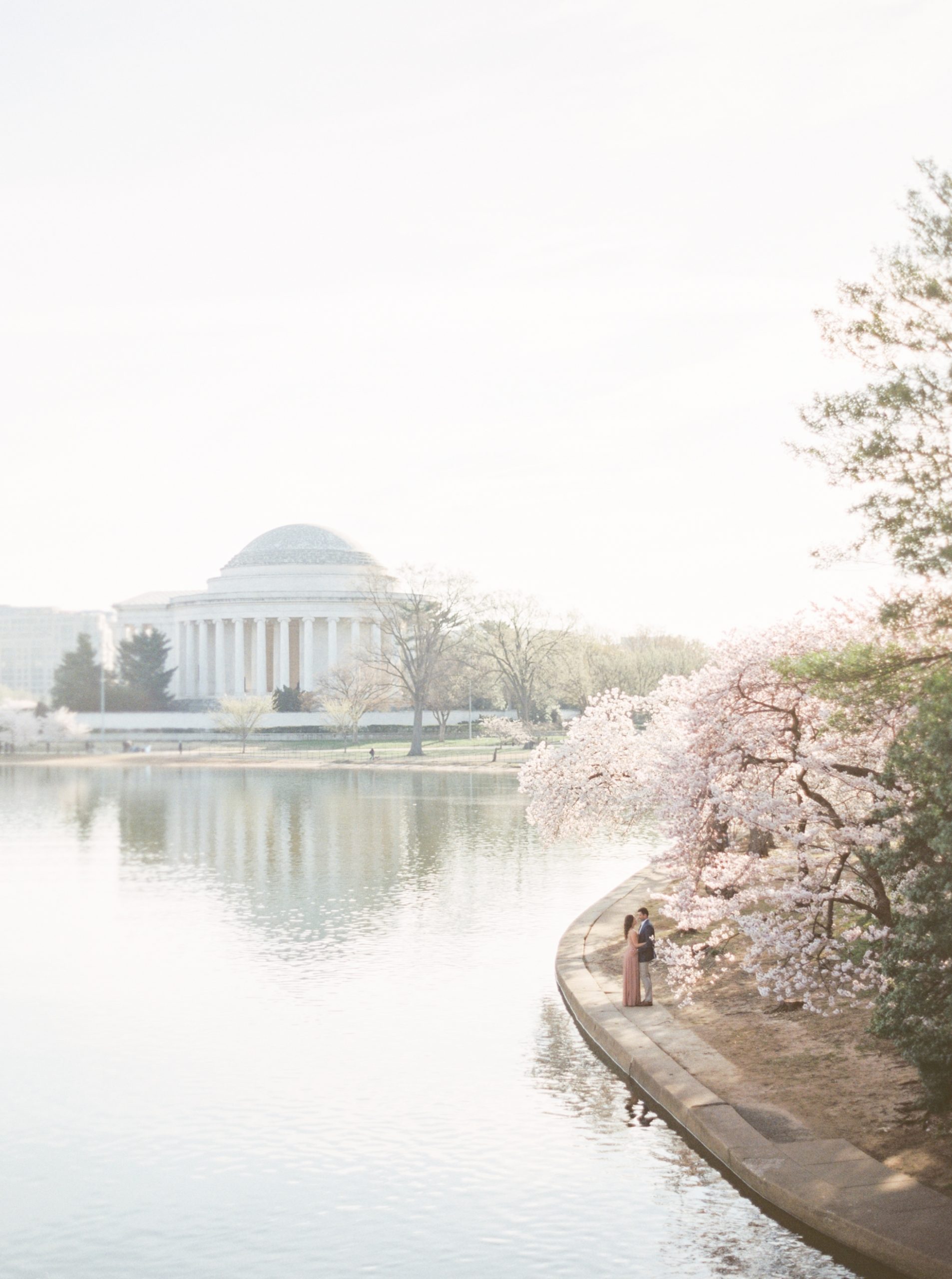 dc cherry blossoms photographer