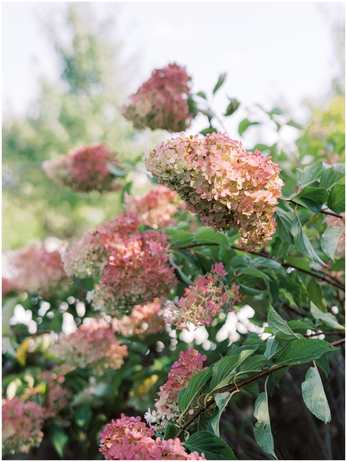 An Elegant Summer Wedding At Salamander Resort Spa In Middleburg an-elegant-summer-wedding-at-salamander-resort-spa-in-middleburg